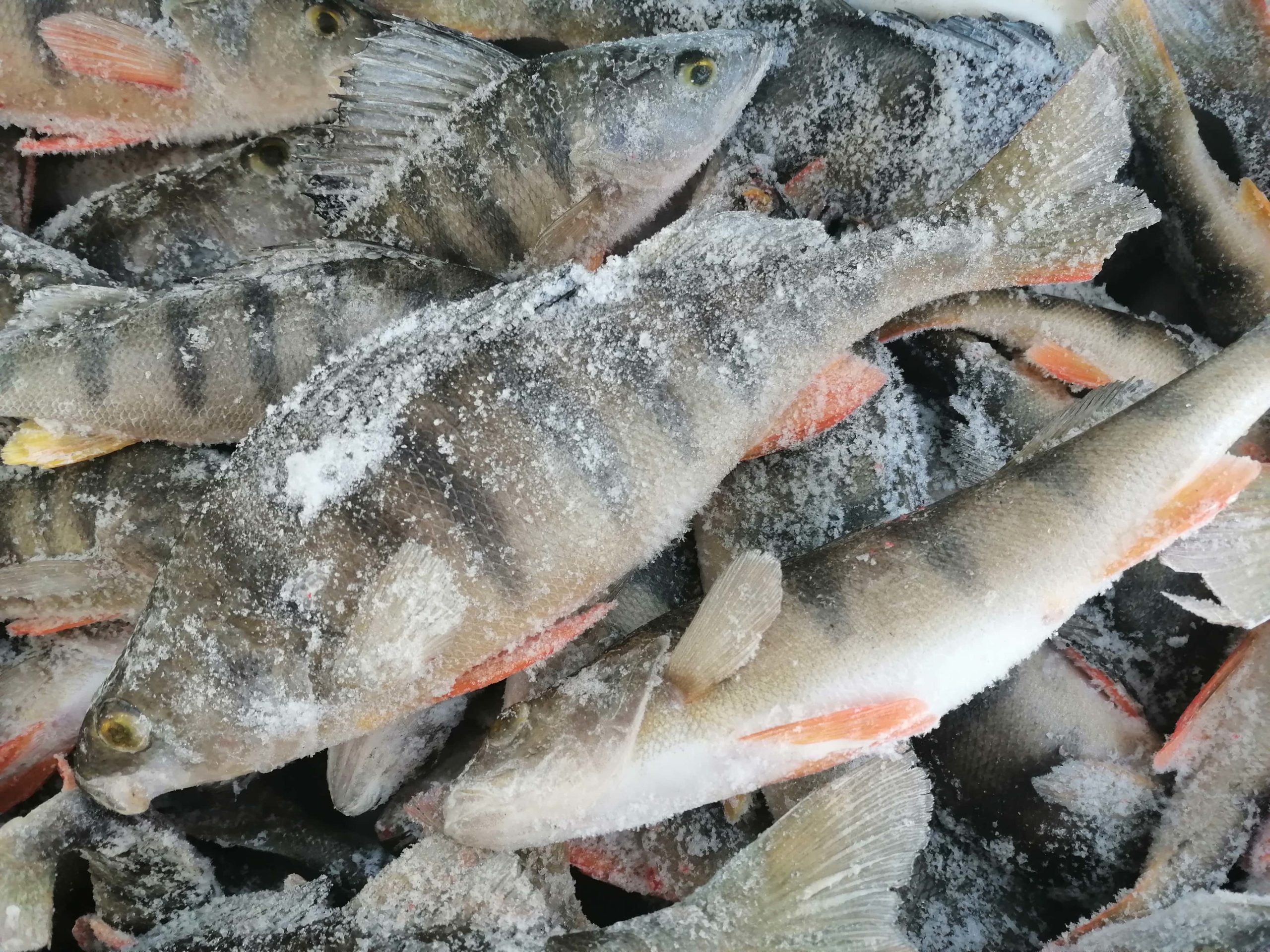 Как быстро почистить речную рыбу от чешуи дома: лучшие способы